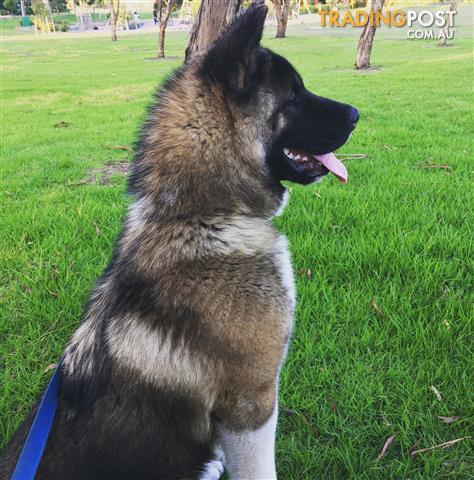 Looks Like Akita But Short Hair Dog Of The Day – Akita