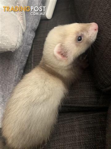 ferrets for sale
