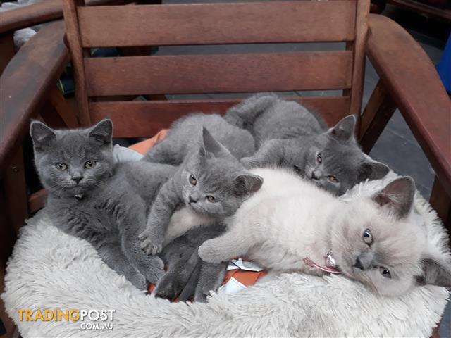 trading post british shorthair