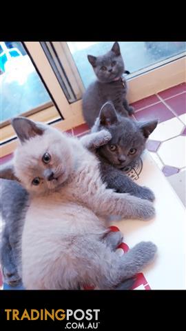 trading post british shorthair