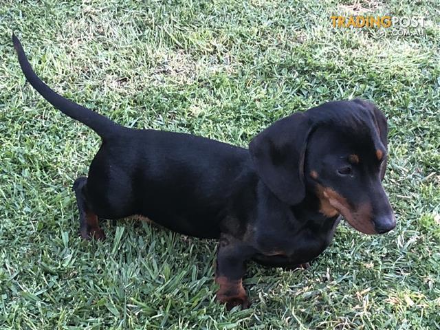 dash hound dog for sale