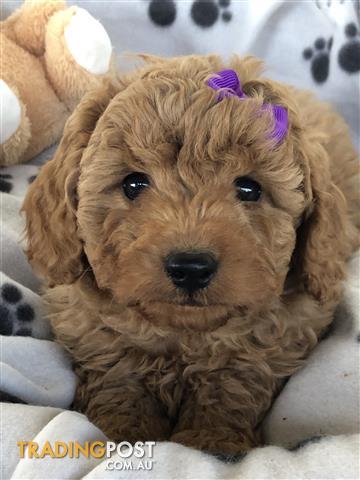 One-Beautiful-2nd-Generation-Cavoodle-Puppy