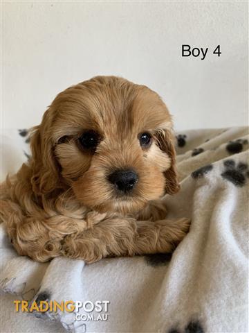 Beautiful First Generation Cavoodle Puppies