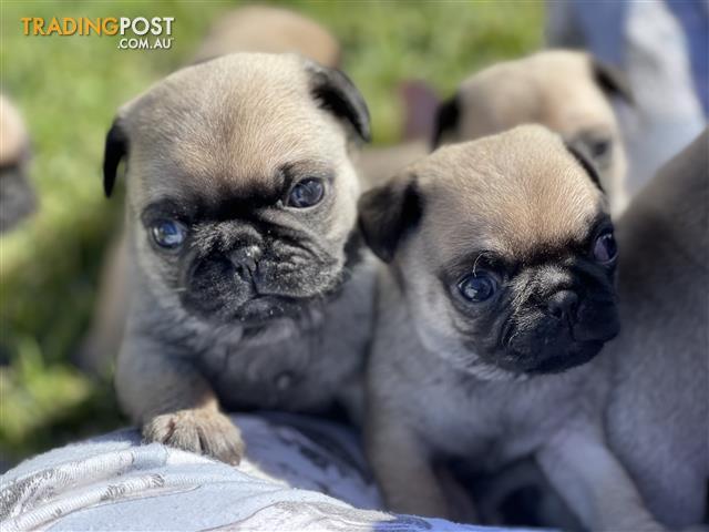 How Much Do Pug Puppies Cost In Australia