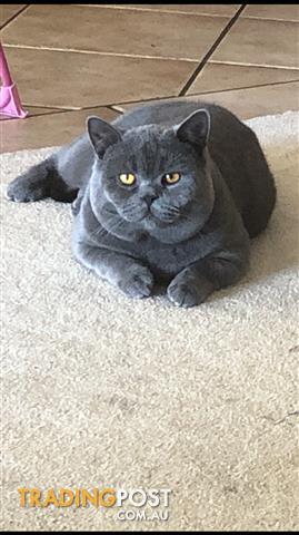 trading post british shorthair