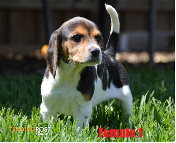 Purebred-Beagle-Puppies