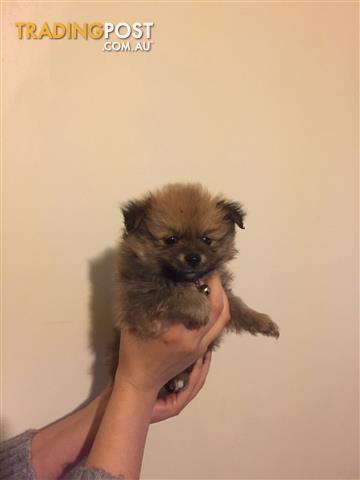 german spitz x maltese