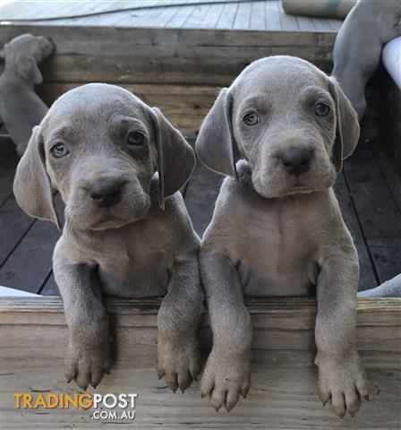 weimaraner puppies for sale