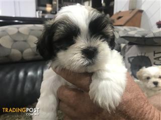 Pugalier Puppies 1 Female Left Ready Now