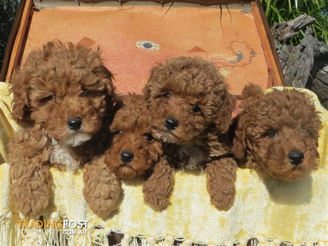 Toy poodle best sale trading post