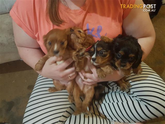 Find Cavalier King Charles Spaniel puppies for sale in ...