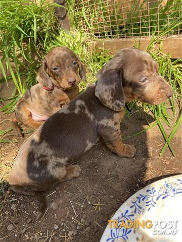 Miniature-Dachshund-Puppies