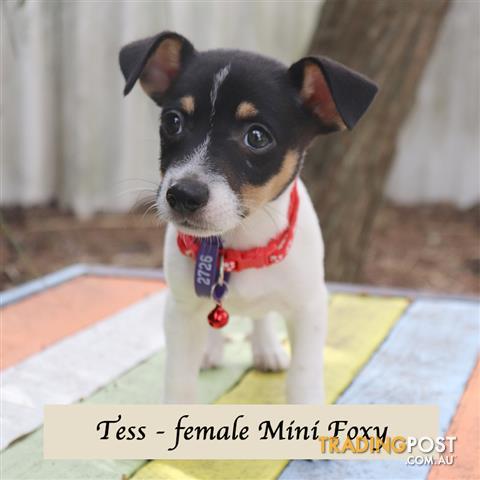 mini fox terrier for sale