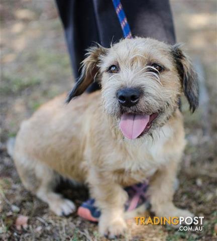 Jackie Soft Coated Wheaten Terrier 2 Years 7 Months 2 Weeks