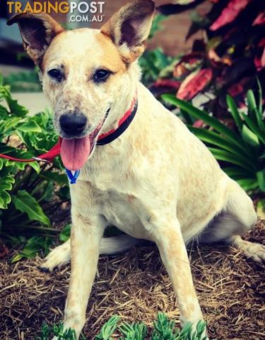 Crumpet Australian Cattle Dog 0 Years 7 Months 0 Weeks For Sale