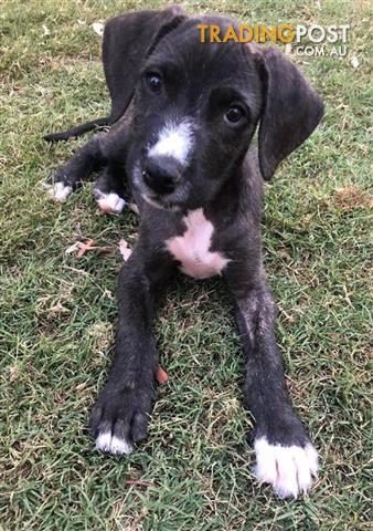 Claude Irish Wolfhound 0 Years 6 Months 1 Week Approx