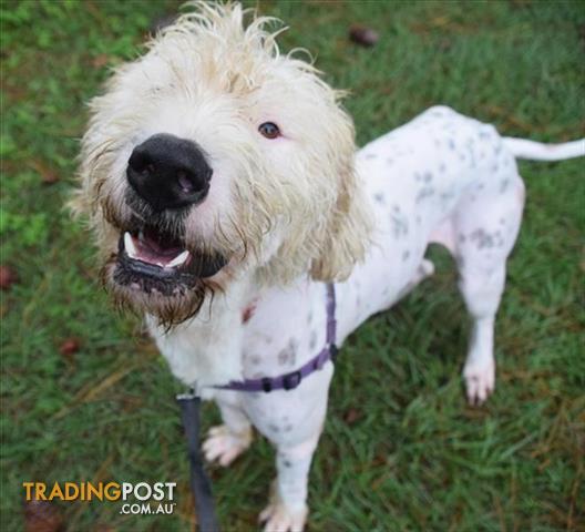 Ralph Old English Sheepdog 1 Year 8 Months 0 Weeks