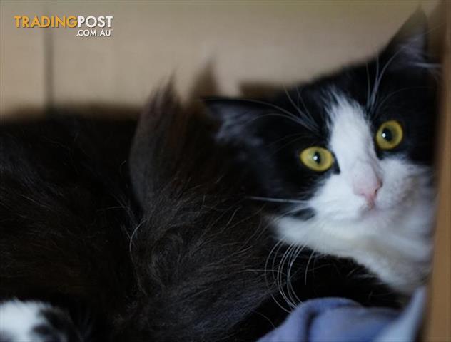 Brooklyn Domestic Medium Hair 3 Years 1 Month 4 Weeks Approx