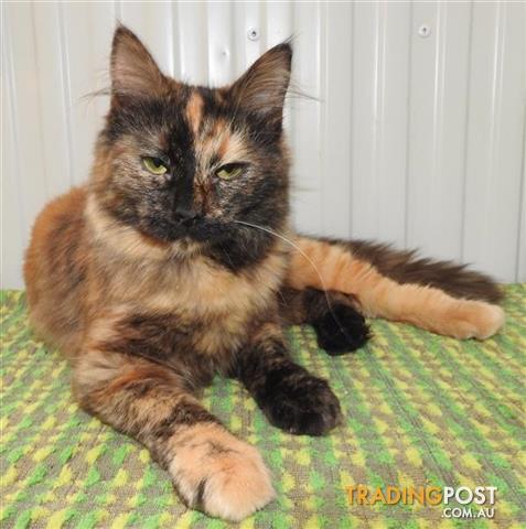 Sparkles Domestic Medium Hair 0 Years 6 Months 3 Weeks