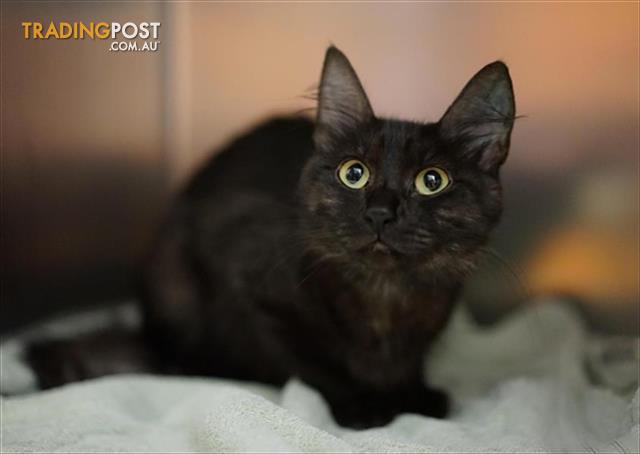 Lily Domestic Medium Hair 1 Year 0 Months 2 Weeks Approx