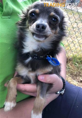 Gizmo Chihuahua Long Coat 0 Years 8 Months 3 Weeks