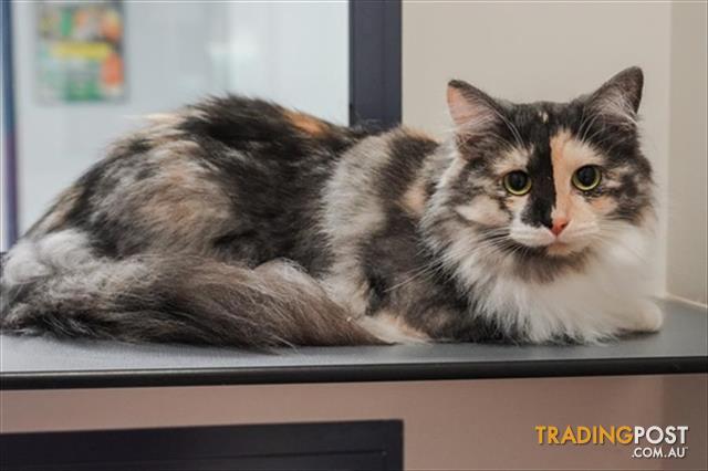 Smoke T Woe Domestic Medium Hair 2 Years 0 Months 4 Weeks