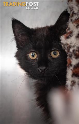 Bandit Domestic Medium Hair 0 Years 4 Months 0 Weeks Approx