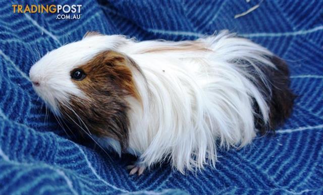 Pepsi Peruvian Long Haired 0 Years 10 Months 3 Weeks