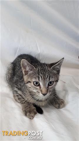 Boa Domestic Short Hair 0 Years 0 Months 9 Weeks