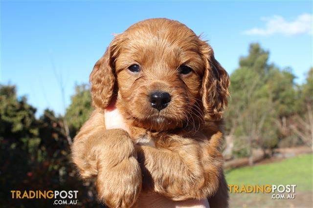 toy cavoodle gumtree