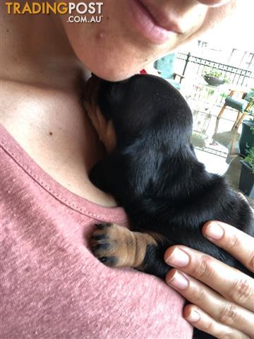 Black Tan Smooth Hair Miniature Dachshund