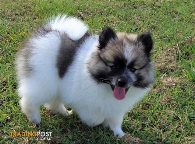 Japanese Spitz Pomeranian Puppy