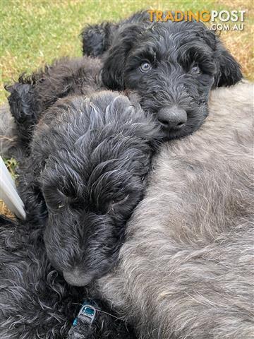 Wolfadoodle-puppies-Irish-Wolfhound-x-Standard-Poodle