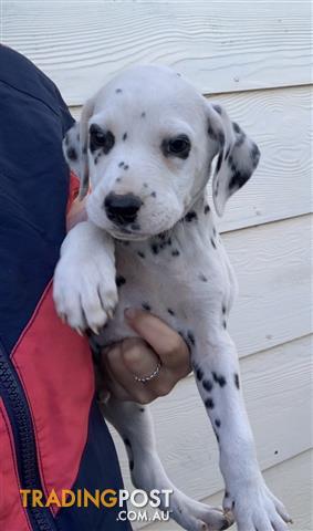 dalmatian puppies near me for sale