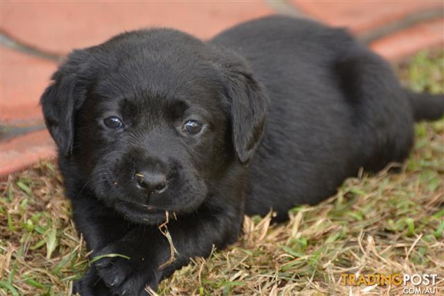 pedigree labrador puppy price