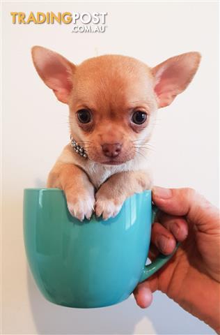 tiny chihuahua puppy