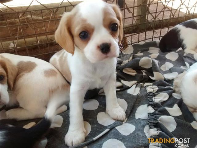 cavalier king charles jack russell mix