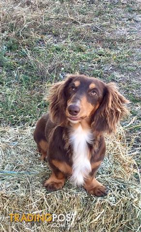 Long Short Haired Mini Dachshunds