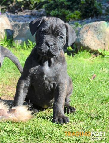 Pedigree Cane Corso Puppies