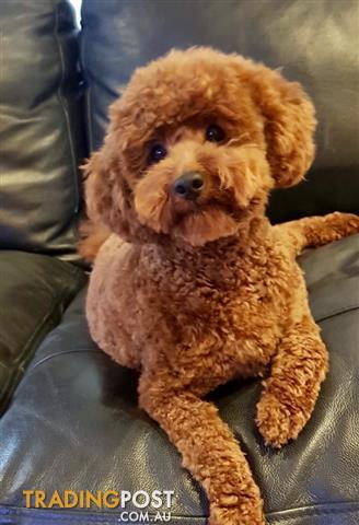 toy poodle stud dog