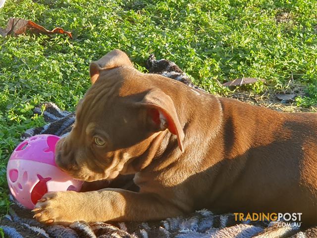 staffy x rottweiler puppy