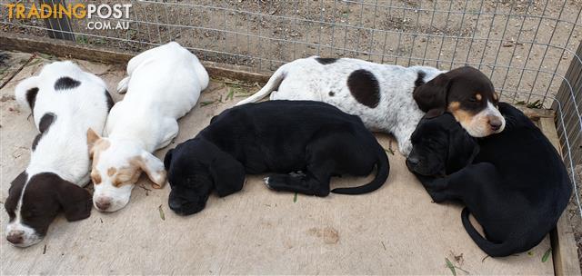 German X English Short Haired Pointer Pups