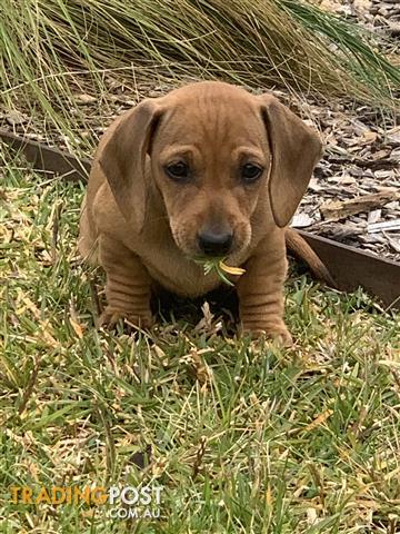 Find Dachshund puppies for sale in Australia