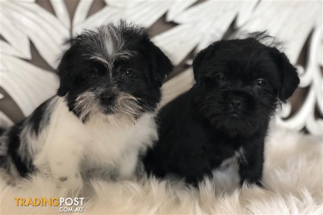 Maltalier (Maltese X Cavalier King Charles Spaniel) Puppies for sale in ...