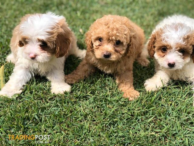 Cavoodle-x-pomeranian-puppies