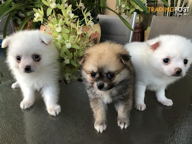 images of pomchi puppies