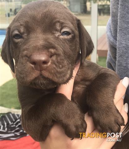 Cane Corso Pointer Pups