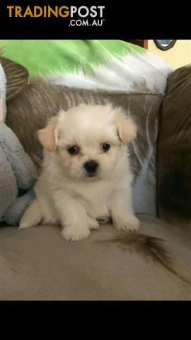 Maltese X Shih Tzu Puppies