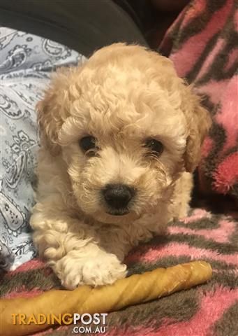 poochon for adoption