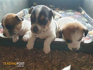 Find Jack Russell Terrier Puppies For Sale In Australia